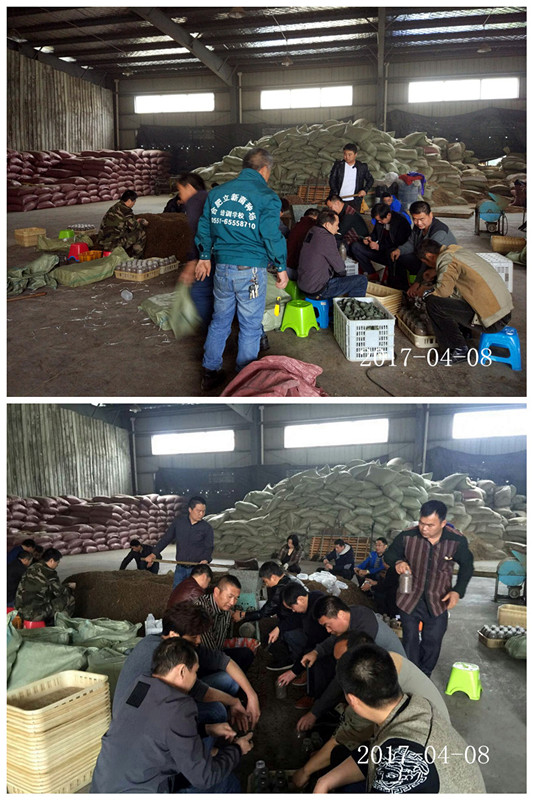 合肥市庐阳区食用菌协会学员实习菌种制作技术
