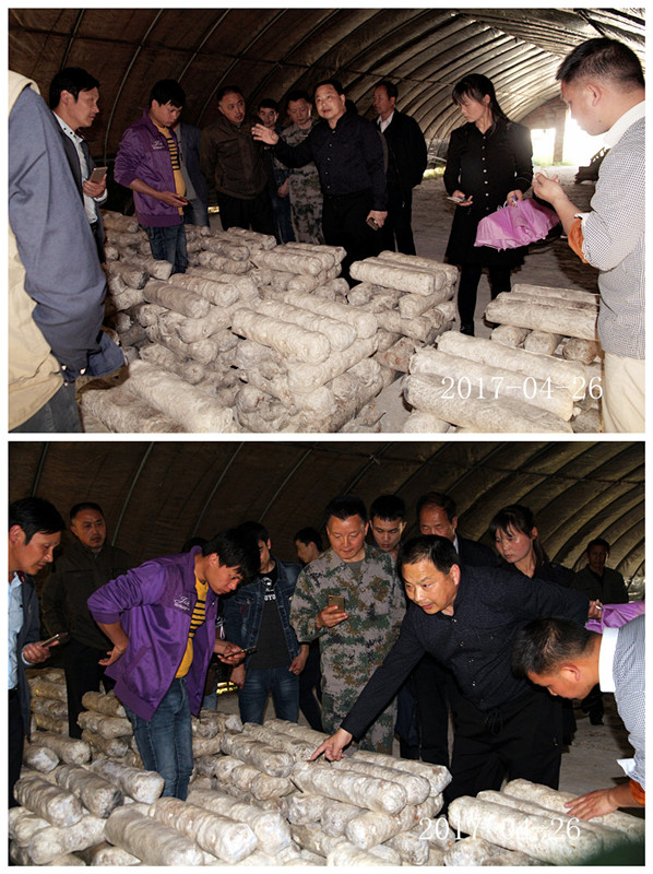 合肥市庐阳区食用菌协会学员在猴头菇、香菇种植培训基地