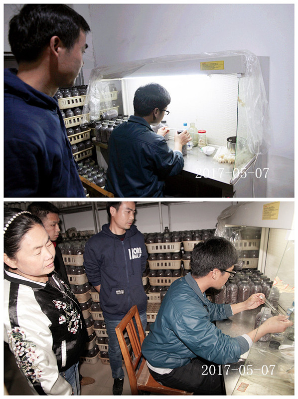 合肥市庐阳区食用菌协会学员实习食用菌菌种制作技术