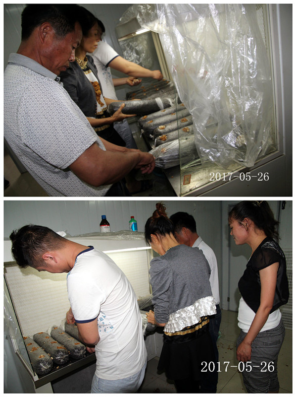 合肥市庐阳区食用菌协会学员实习香菇、木耳、猴头、银耳、灵芝等生产接种