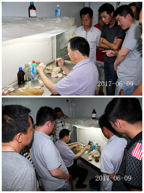 合肥市庐阳区食用菌协会学员实习野生菌菌种提取及驯化技术