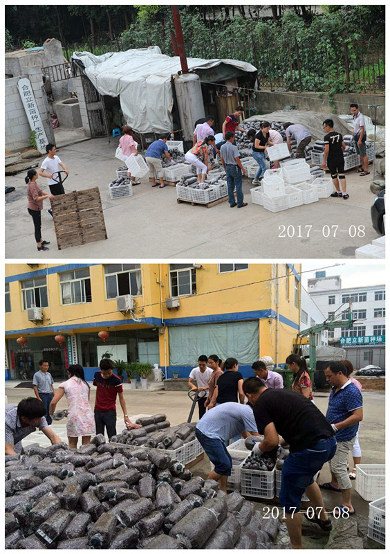 合肥市庐阳区食用菌协会学员实习食用菌生产出锅冷却