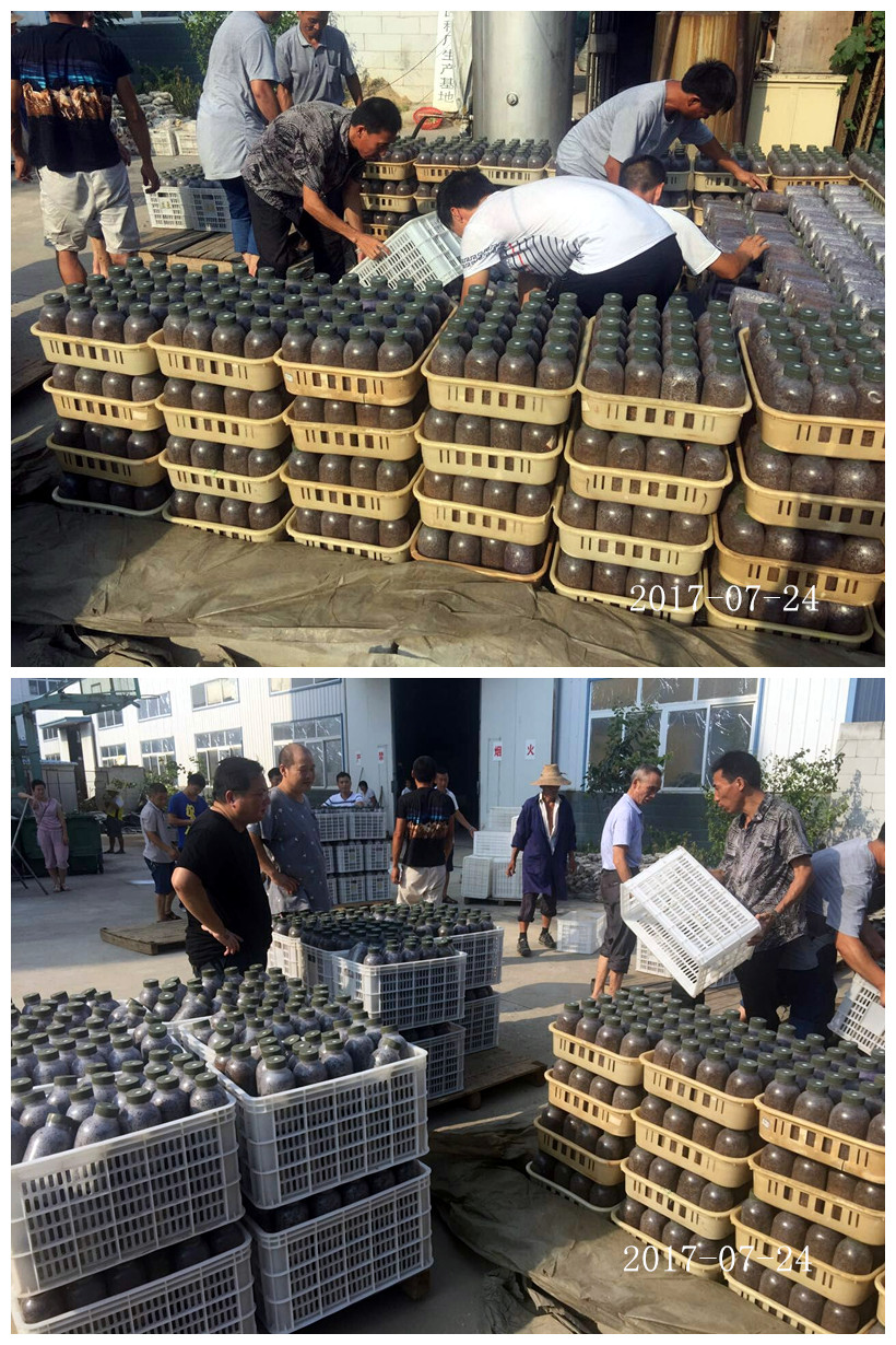 合肥市庐阳区食用菌协会学员实习菌种制作技术