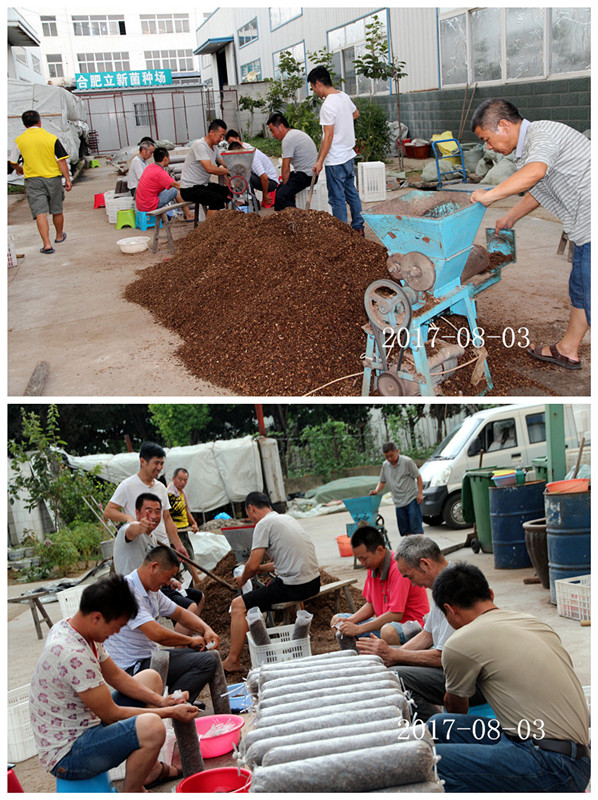 合肥市庐阳区食用菌协会学员实习香菇、木耳、猴头、银耳、灵芝、灰树花等生产制袋