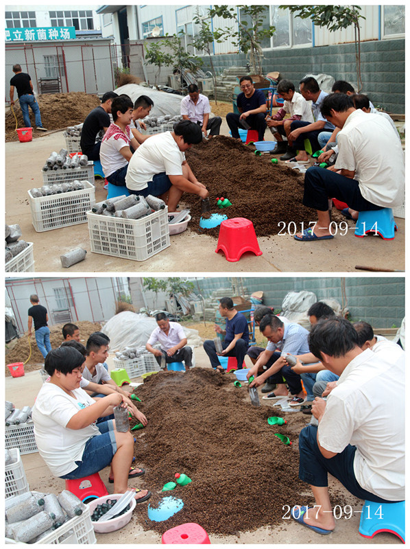 合肥市庐阳区食用菌协会学员实习食用菌菌种制作技术