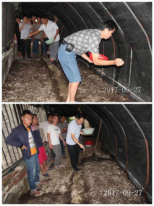 合肥市庐阳区食用菌协会学员实习双孢蘑菇种植播撒菌种
