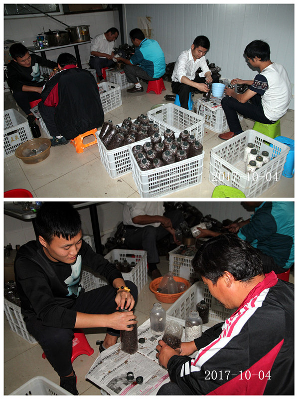 合肥市庐阳区食用菌协会学员实习羊肚菌三级菌种制作