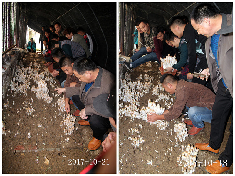 合肥市庐阳区食用菌协会学员采收自己的种植的鸡腿菇