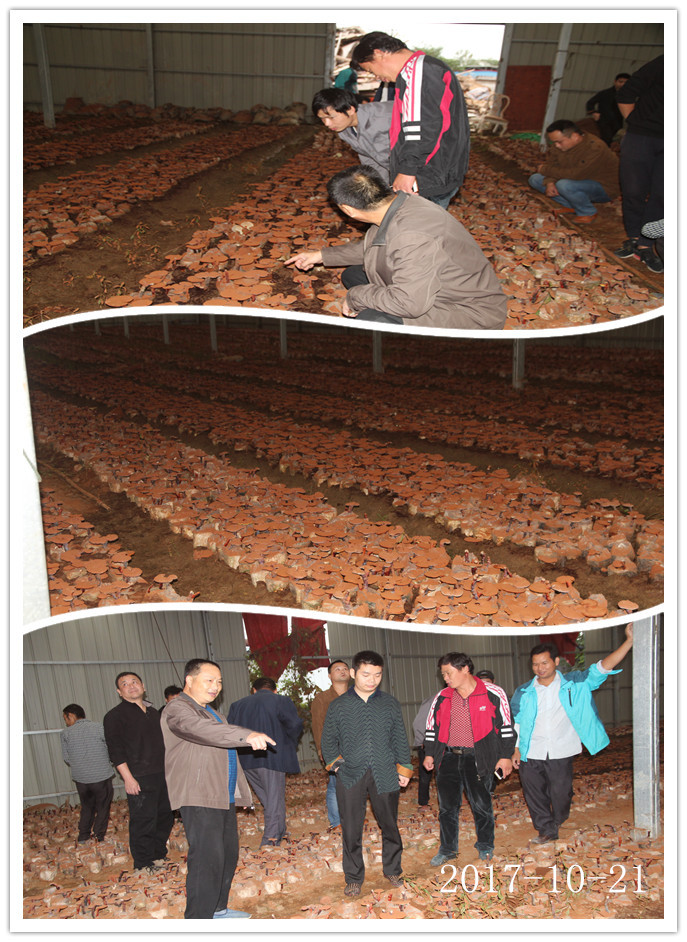 合肥市庐阳区食用菌协会学员在灵芝种植培训基地