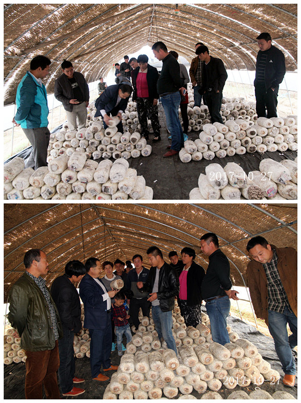 合肥市庐阳区食用菌协会学员在平菇、秀珍菇、姬菇种植培训基地