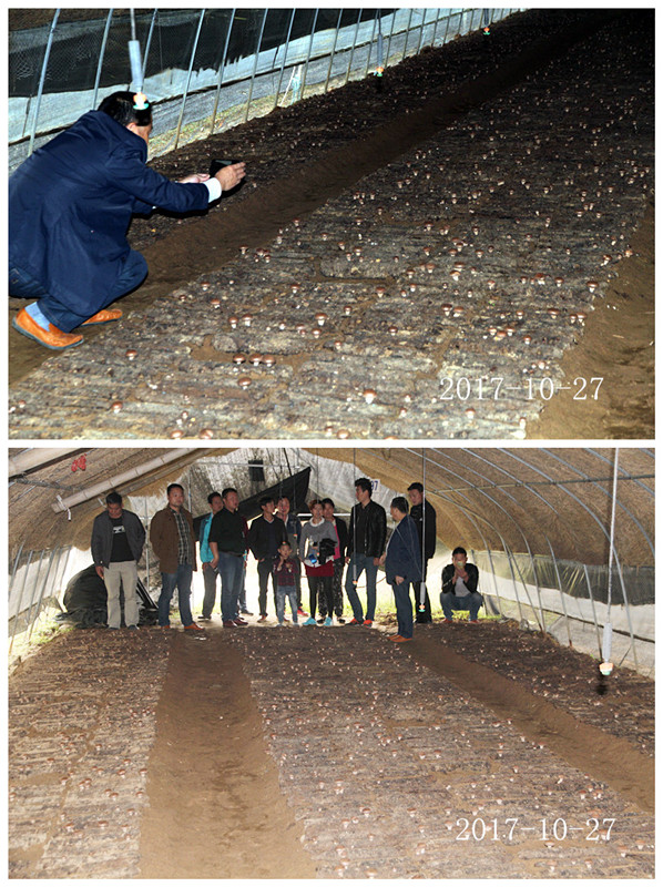 合肥市庐阳区食用菌协会学员在香菇种植培训基地
