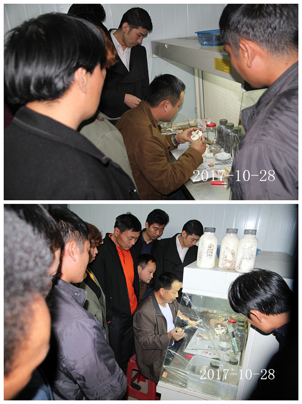 合肥市庐阳区食用菌协会学员实习野生菌菌种提取及驯化技术