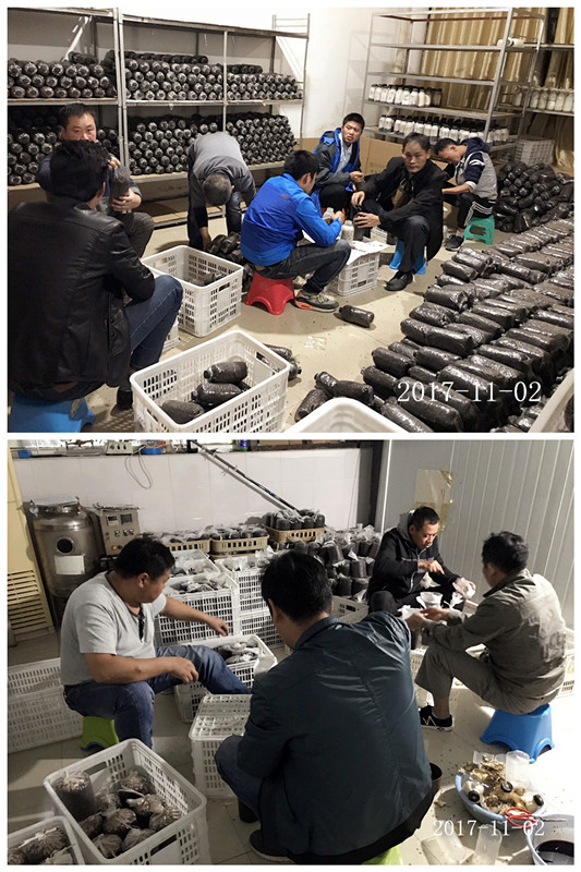 合肥市庐阳区食用菌协会学员实习金针菇、鸡枞菌、猪肚菇、杏鲍菇、白灵菇等生产接种