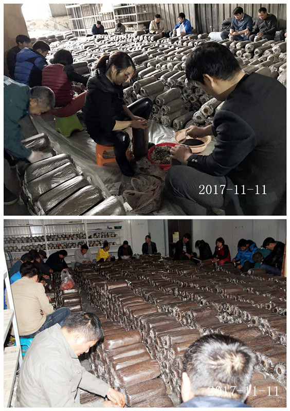 合肥市庐阳区食用菌协会学员实习秀珍菇、平菇、姬菇等生产接种