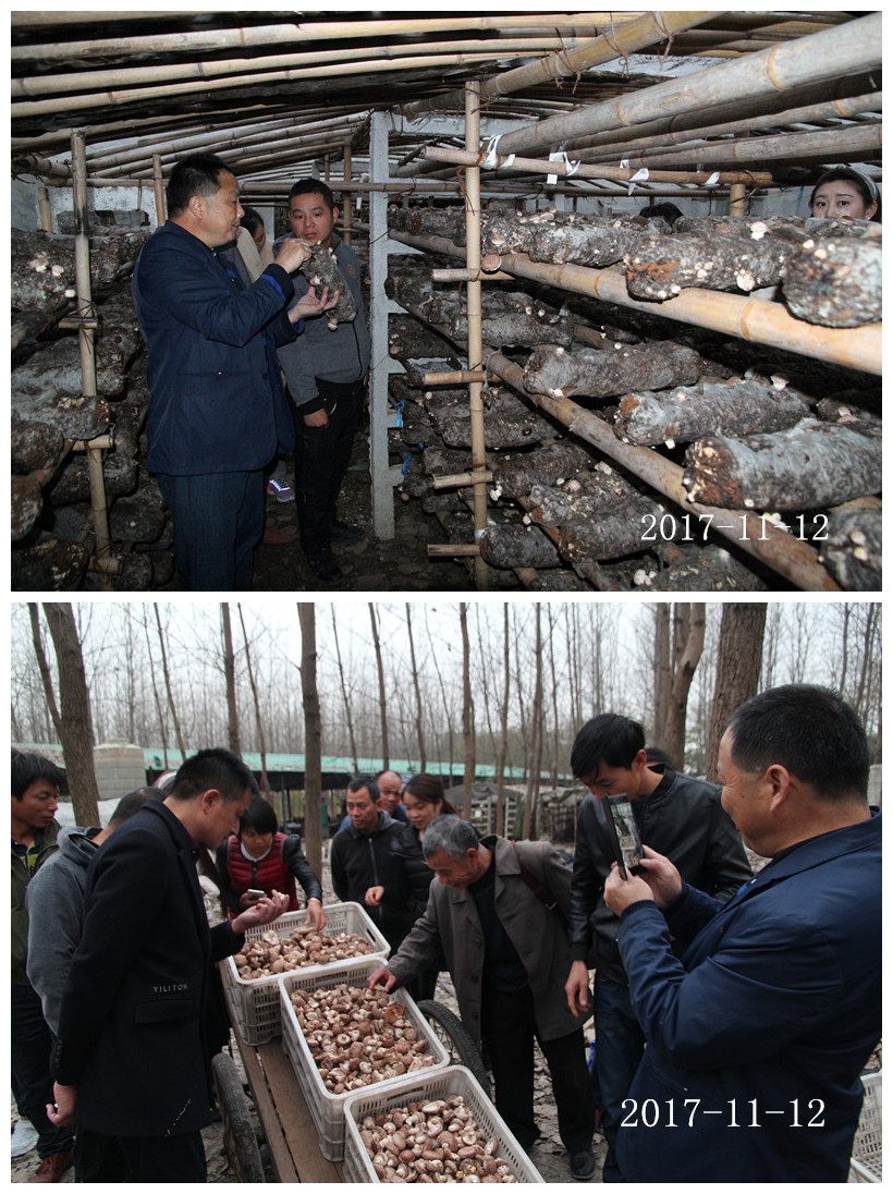 合肥市庐阳区食用菌协会学员在香菇、花菇种植培训基地