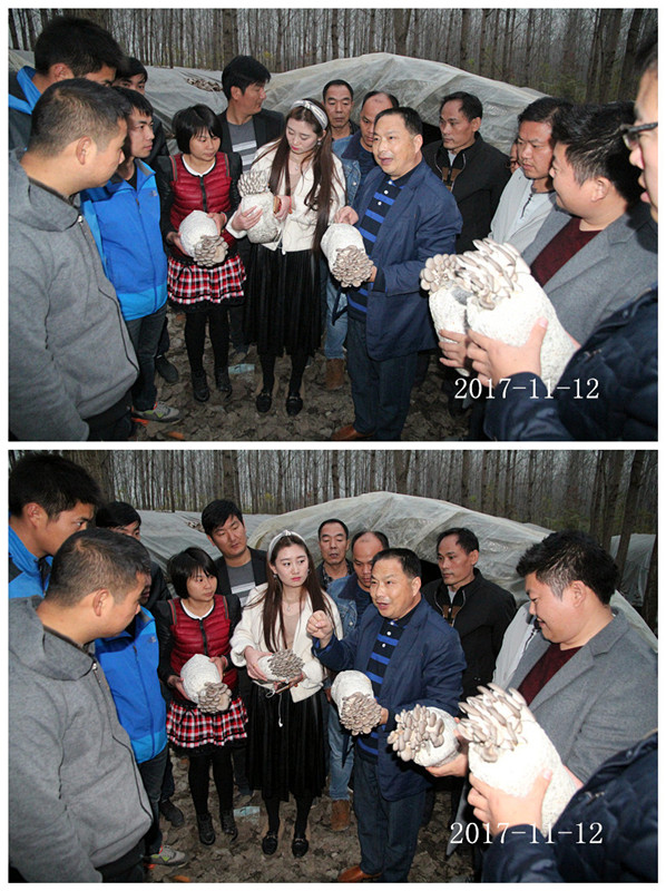 合肥市庐阳区食用菌协会学员在平菇、秀珍菇、姬菇种植培训基地