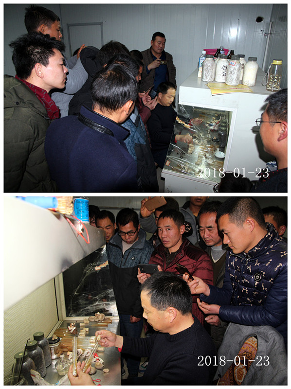 合肥立新菌种场培训学校学员实习野生菌菌种提取及驯化技术