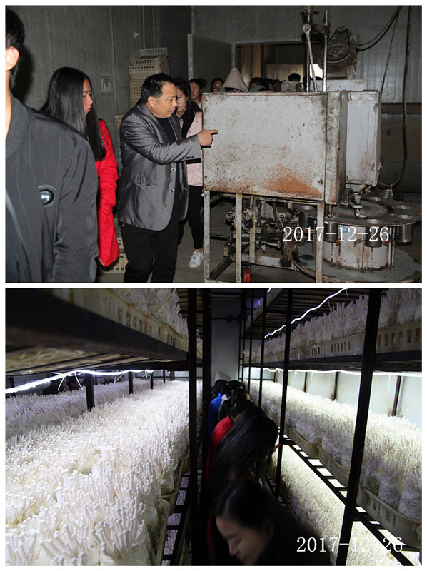 合肥立新菌种场培训学校学员在海鲜菇种植培训基地