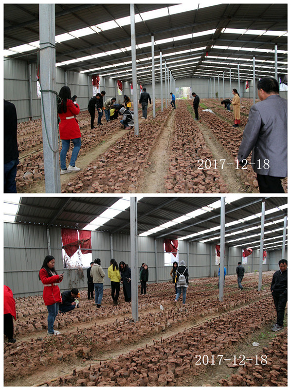 合肥立新菌种场培训学校学员在灵芝种植培训基地