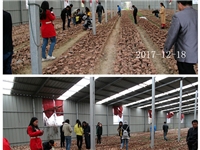 合肥市庐阳区菌种场培训学校学员在灵芝种植培训基地