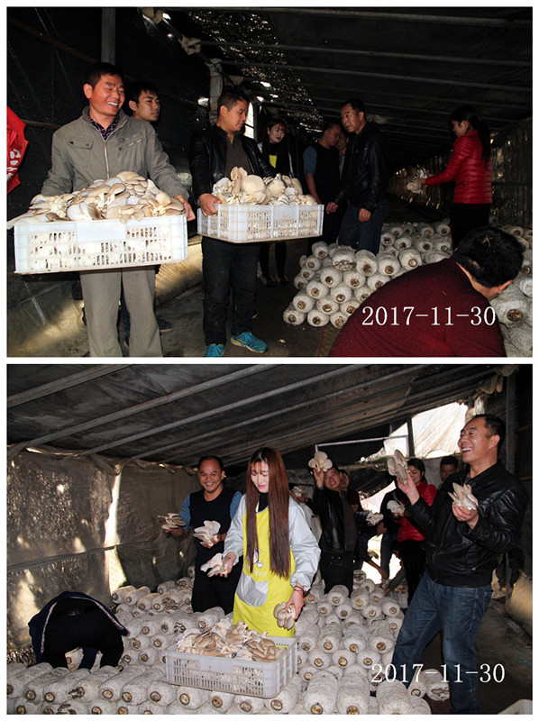 合肥立新菌种场培训学校学员在平菇种植基地采摘自己的劳动果实