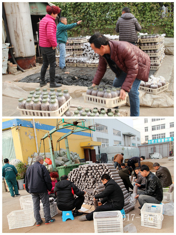 合肥立新食用菌培训学校学员实习生产制袋及菌种制作