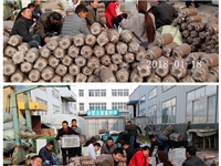 合肥市庐阳区食用菌培训学校学员实习秀珍菇、平菇、姬菇等生产制袋