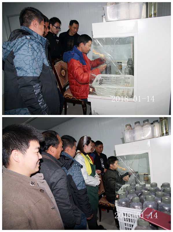 合肥立新食用菌培训学校学员实习羊肚菌一级菌种转接二级菌种制作