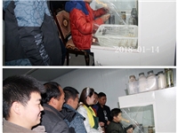 合肥市庐阳区食用菌培训学校学员实习羊肚菌一级菌种转接二级菌种制作