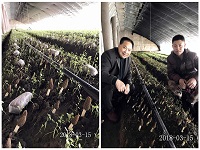 2018年3月15日辽宁学员种植的羊...