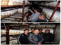 合肥立新菌种场培训学校学员在海鲜菇工厂化种植培训基地
