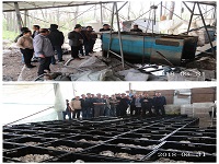 合肥立新菌种场培训学校学员在平菇种植培训基地