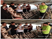 合肥立新菌种场培训学校学员在木耳种植培训基地