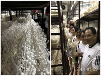 合肥立新菌种场培训学校学员在海鲜菇工厂化种植培训基地