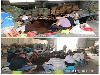 合肥立新食用菌培训学校学员实习羊肚菌菌种制作