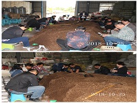 合肥立新食用菌培训学校学员实习金针菇、杏鲍菇、黑皮鸡枞菌、猪肚菇、白灵菇、海鲜菇、茶树菇、滑子蘑等生产制袋